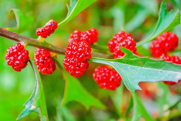 Schöne Natur Hintergrund Des Vertikalen Gartens Mit Tropischen Grünen Blatt — Stockfoto