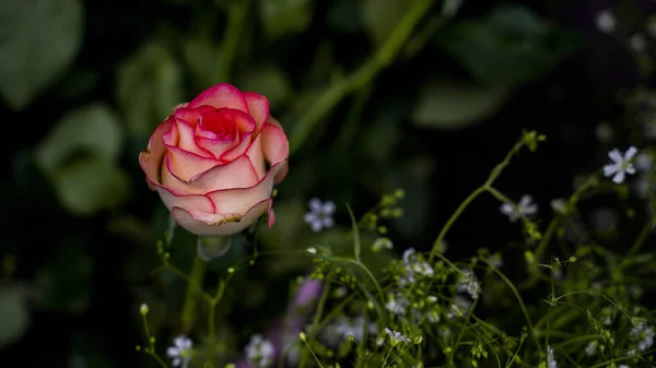 Bouquet Fleurs Image Lumineuse Fond Plein Fleurs Couleur — Photo