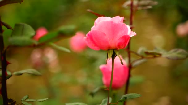 Beautiful Flower Swaying Closeup Background India — Stock Video