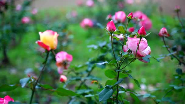 Belle Fleur Balançant Gros Plan Fond Inde — Video