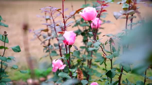 美しい花はインドの密接な背景で揺れる — ストック動画