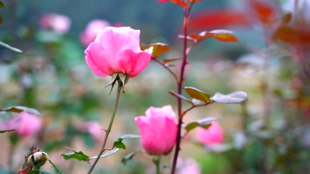 Beautiful Flower Swaying Closeup Background India — Stock Video