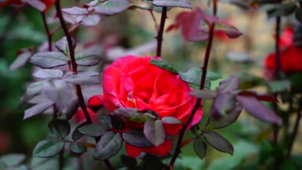 Beautiful Flower Swaying Closeup Background India — Stock Video