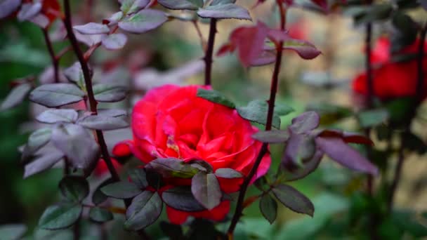 Beautiful Flower Swaying Closeup Background India — Stock Video