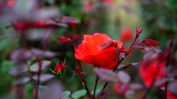 Beautiful Flower Swaying Closeup Background India — Stock Video