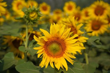 Tarladaki bir ayçiçeğinin portresi...