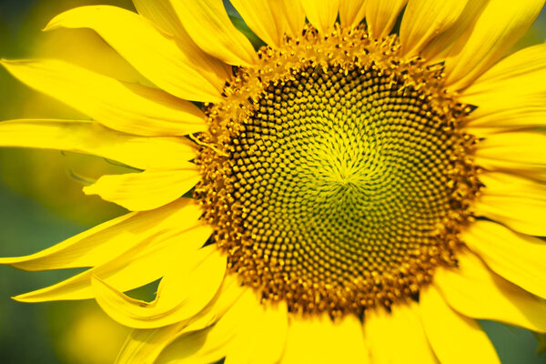 Portrait of a sunflower in the field..