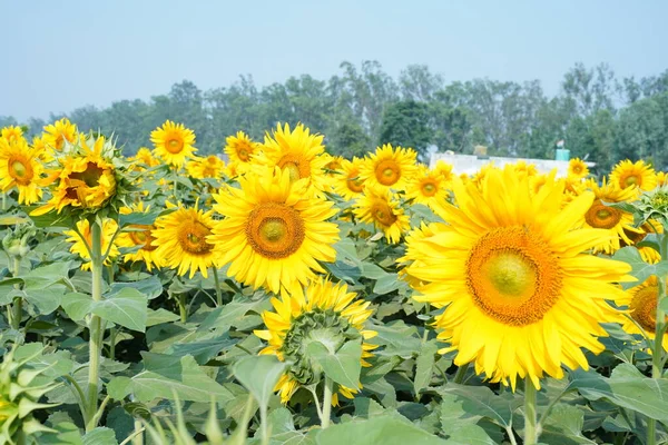 Ritratto di un girasole nel campo.. — Foto Stock