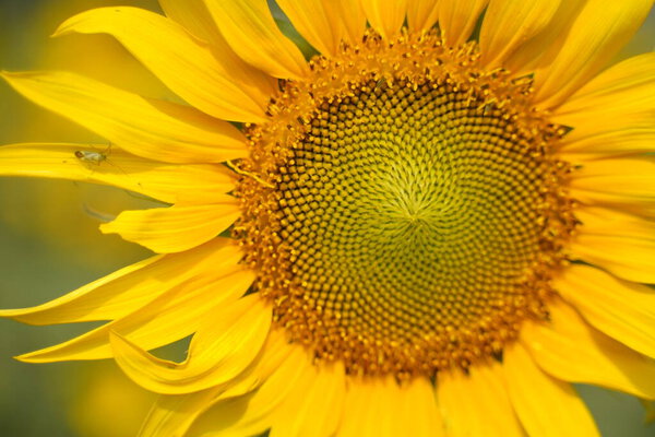 Portrait of a sunflower in the field..