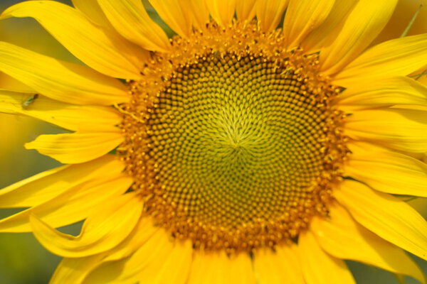 Portrait of a sunflower in the field..