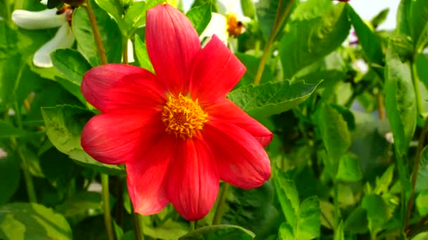 Fleur Dans Jardin Brillait Soleil — Video