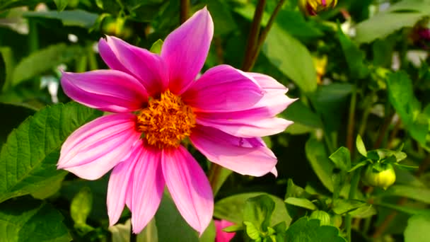 Blomma Trädgården Lyser Vid Solen — Stockvideo