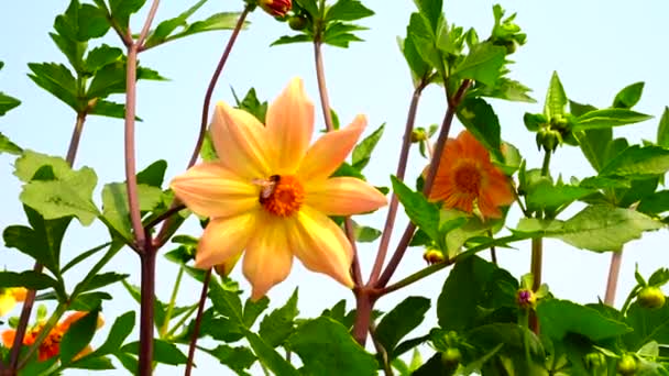 Цветок Саду Сиял Солнце — стоковое видео