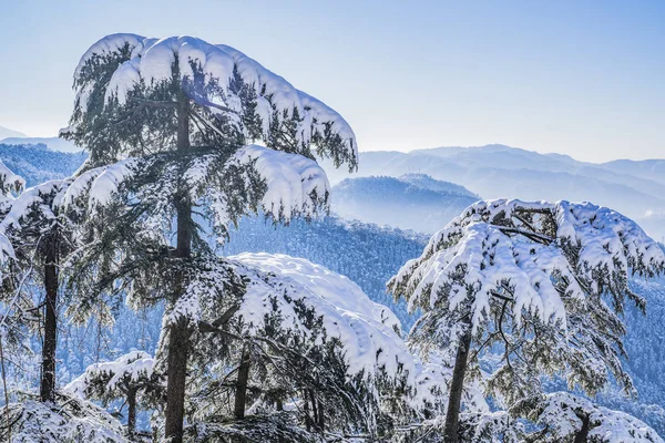 Kar yağdıktan sonra Shimla şehrinin güzel manzarası