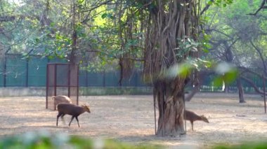 Ulusal Zooloji Parkı, Yeni Delhi, Hindistan 'da bulunan 176 dönümlük bir hayvanat bahçesi. 16. yüzyıldan kalma bir kale, genişleyen yeşil bir ada ve gelişmekte olan Delhi şehrinin ortasında bir hayvan ve kuş koleksiyonu..