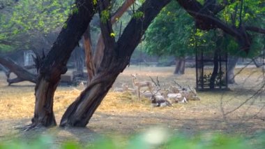 Ulusal Zooloji Parkı, Yeni Delhi, Hindistan 'da bulunan 176 dönümlük bir hayvanat bahçesi. 16. yüzyıldan kalma bir kale, genişleyen yeşil bir ada ve gelişmekte olan Delhi şehrinin ortasında bir hayvan ve kuş koleksiyonu..