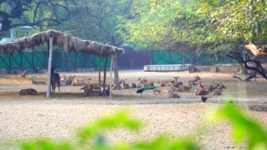 Ulusal Zooloji Parkı, Yeni Delhi, Hindistan 'da bulunan 176 dönümlük bir hayvanat bahçesi. 16. yüzyıldan kalma bir kale, genişleyen yeşil bir ada ve gelişmekte olan Delhi şehrinin ortasında bir hayvan ve kuş koleksiyonu..