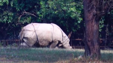 Ulusal Zooloji Parkı, Yeni Delhi, Hindistan 'da bulunan 176 dönümlük bir hayvanat bahçesi. 16. yüzyıldan kalma bir kale, genişleyen yeşil bir ada ve gelişmekte olan Delhi şehrinin ortasında bir hayvan ve kuş koleksiyonu..