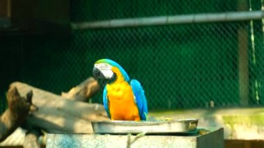 Ulusal Zooloji Parkı, Yeni Delhi, Hindistan 'da bulunan 176 dönümlük bir hayvanat bahçesi. 16. yüzyıldan kalma bir kale, genişleyen yeşil bir ada ve gelişmekte olan Delhi şehrinin ortasında bir hayvan ve kuş koleksiyonu..