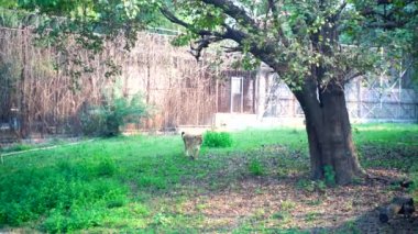 Ulusal Zooloji Parkı, Yeni Delhi, Hindistan 'da bulunan 176 dönümlük bir hayvanat bahçesi. 16. yüzyıldan kalma bir kale, genişleyen yeşil bir ada ve gelişmekte olan Delhi şehrinin ortasında bir hayvan ve kuş koleksiyonu..