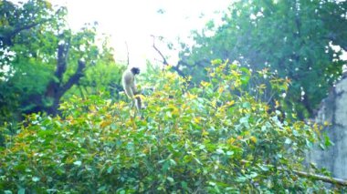 Ulusal Zooloji Parkı, Yeni Delhi, Hindistan 'da bulunan 176 dönümlük bir hayvanat bahçesi. 16. yüzyıldan kalma bir kale, genişleyen yeşil bir ada ve gelişmekte olan Delhi şehrinin ortasında bir hayvan ve kuş koleksiyonu..