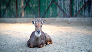 Ulusal Zooloji Parkı, Yeni Delhi, Hindistan 'da bulunan 176 dönümlük bir hayvanat bahçesi. 16. yüzyıldan kalma bir kale, genişleyen yeşil bir ada ve gelişmekte olan Delhi şehrinin ortasında bir hayvan ve kuş koleksiyonu..