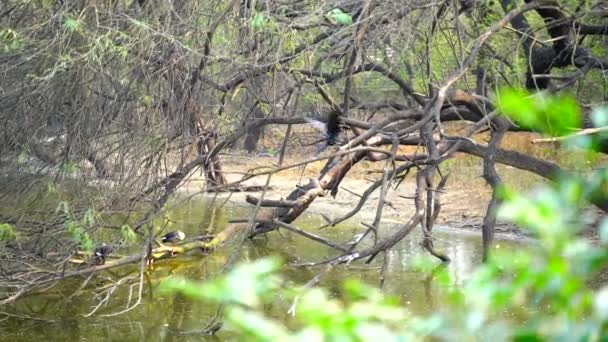 Parque Zoológico Nacional Zoológico 176 Hectares Nova Deli Índia Uma — Vídeo de Stock