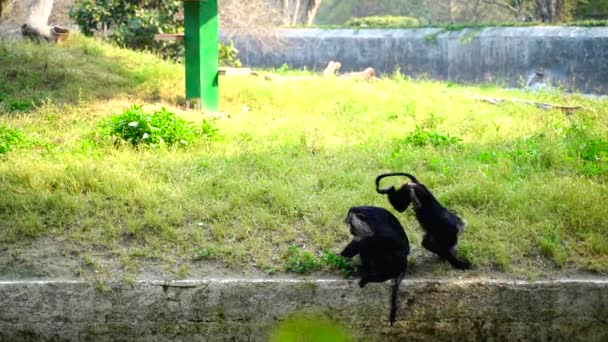 Parque Zoológico Nacional Zoológico 176 Acres Nueva Delhi India Una — Vídeo de stock