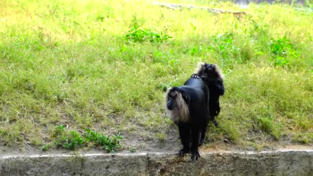 15,278 Zoo animals Videos, Royalty-free Stock Zoo animals Footage | Depositphotos 15,278 Zoo animals Videos, Royalty-free Stock Zoo animals Footage | Depositphotos