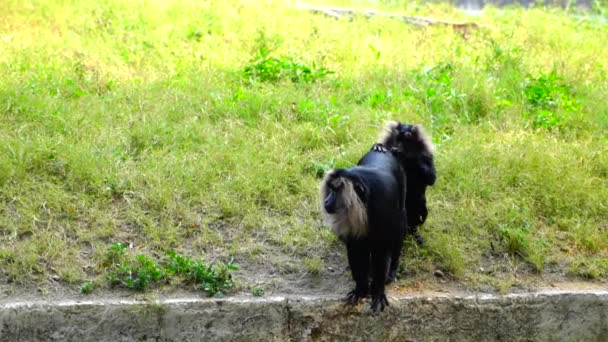 Het Nationaal Zoölogisch Park Een Dierentuin New Delhi India Een — Stockvideo