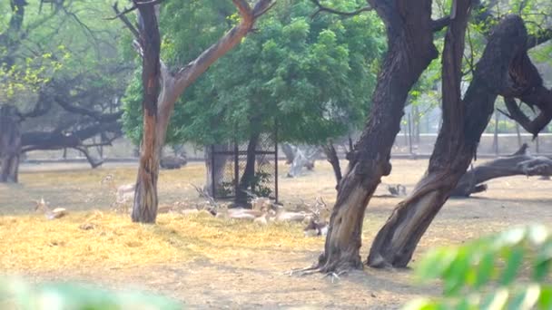 Het Nationaal Zoölogisch Park Een Dierentuin New Delhi India Een — Stockvideo