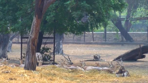 Der National Zoological Park Ist Ein 176 Hektar Großer Zoo — Stockvideo