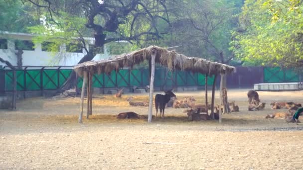 Ulusal Zooloji Parkı Yeni Delhi Hindistan Bulunan 176 Dönümlük Bir — Stok video