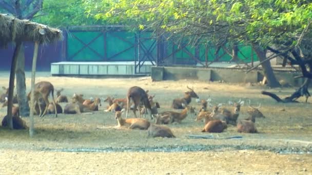 国家动物园 National Zoological Park 是印度新德里的一个176英亩的动物园 一个16世纪的城堡 一个四处蔓延的绿色岛屿 以及一群杂乱的动物和鸟类 都在一个蓬勃发展的德里市中心 — 图库视频影像