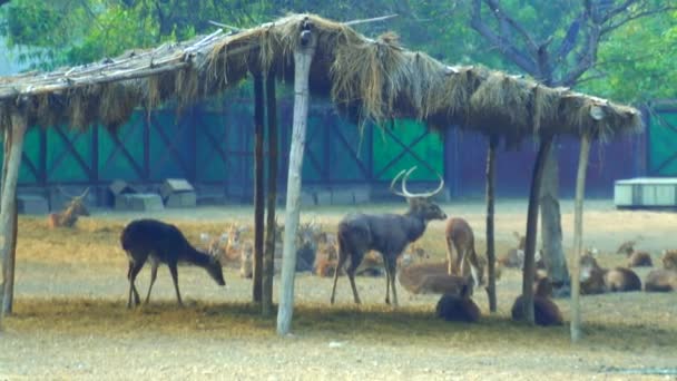 Parque Zoológico Nacional Zoológico 176 Hectares Nova Deli Índia Uma — Vídeo de Stock