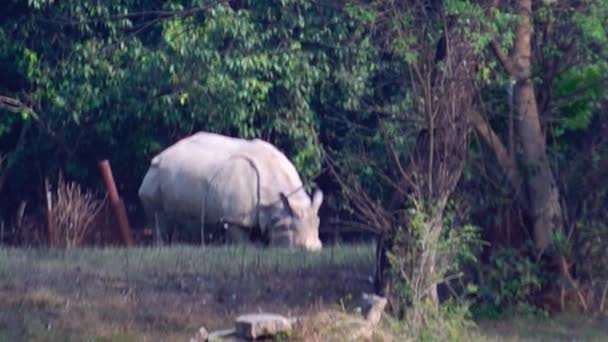 Parque Zoológico Nacional Zoológico 176 Hectares Nova Deli Índia Uma — Vídeo de Stock