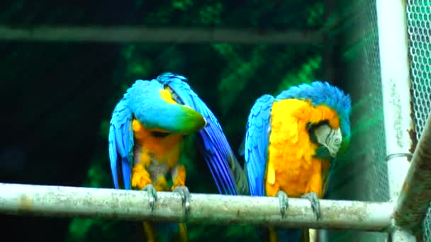 Parque Zoológico Nacional Zoológico 176 Hectares Nova Deli Índia Uma — Vídeo de Stock