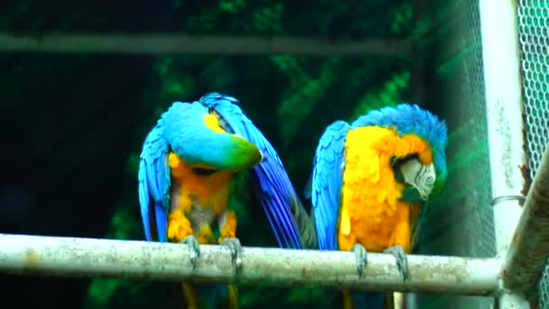 Parque Zoológico Nacional Zoológico 176 Acres Nueva Delhi India Una — Vídeo de stock