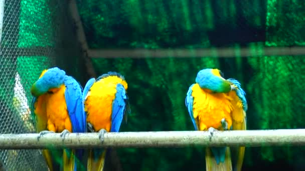 国立動物園 こくりつこうえん インド ニューデリーにある176エーカーの動物園 16世紀の城塞 広大な緑の島 動物や鳥のモトリーコレクション いずれも急成長している都市デリーの真ん中にあります — ストック動画