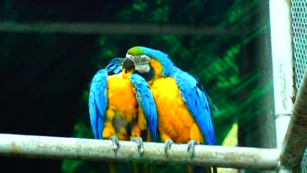Národní Zoologický Park 176 Akrová Zoologická Zahrada Indickém Novém Dillí — Stock video