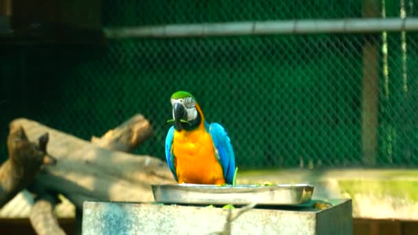 Национальный Зоопарк Зоопарк Площадью 176 Акров Нью Дели Индия Цитадель — стоковое видео