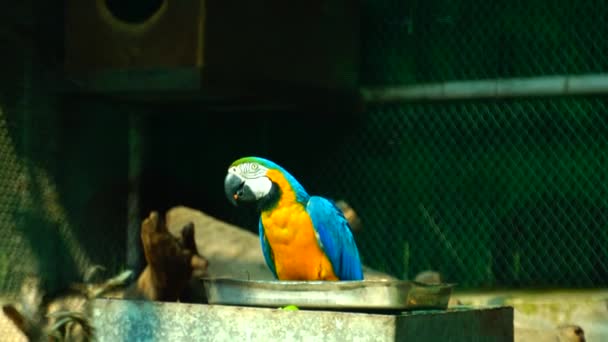 Het Nationaal Zoölogisch Park Een Dierentuin New Delhi India Een — Stockvideo