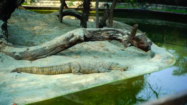 国立動物園 こくりつこうえん インド ニューデリーにある176エーカーの動物園 16世紀の城塞 広大な緑の島 動物や鳥のモトリーコレクション いずれも急成長している都市デリーの真ん中にあります — ストック動画