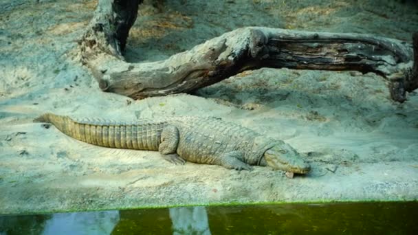 동물원 National Zoological Park 뉴델리에 176 에이커의 동물원이다 세기의 드넓게 — 비디오