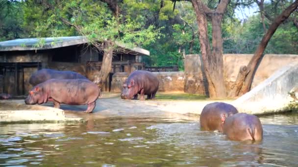 Parque Zoológico Nacional Zoológico 176 Acres Nueva Delhi India Una — Vídeo de stock