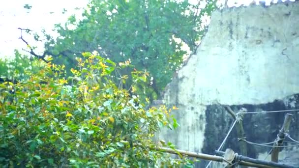 ทยานส งชาต นสวนส 176 เอเคอร ในน วเดล ประเทศอ นเด อมปราการศตวรรษท — วีดีโอสต็อก