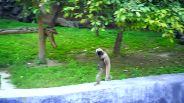Национальный Зоопарк Зоопарк Площадью 176 Акров Нью Дели Индия Цитадель — стоковое видео