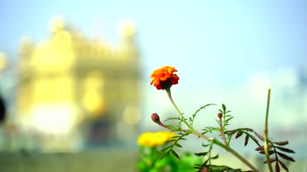 Золотий Храм Амрітсарі Пенджаб Індія Найсвященніша Ікона Місце Поклоніння Сикхів — стокове відео