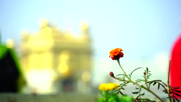 Золотая Икона Амрицаре Пенджаб Индия Самая Священная Икона Место Поклонения — стоковое видео