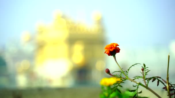 Templo Dorado Amritsar Punjab India Icono Más Sagrado Lugar Culto — Vídeo de stock